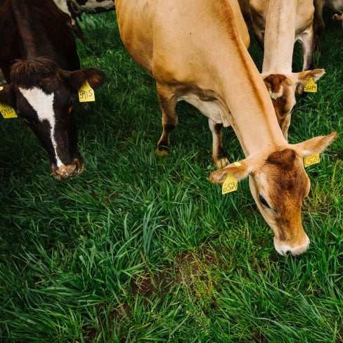Sweet Grass Dairy cows grazing on fresh pasture